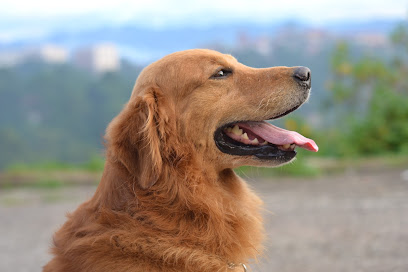 Spot Dog Walkers, Calgary